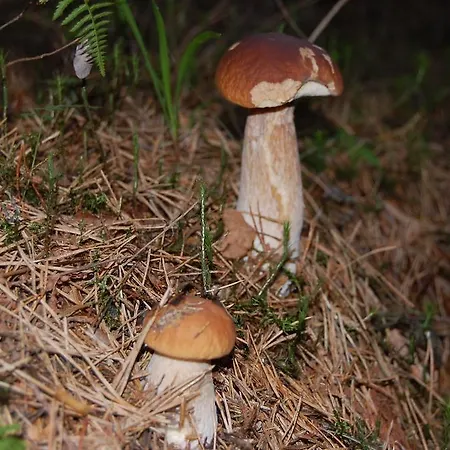 וילה Lomasaaret *